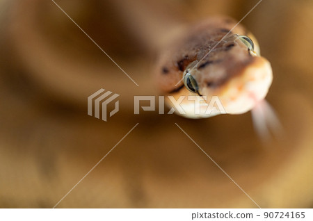 Ball python python Ball python python 90724165