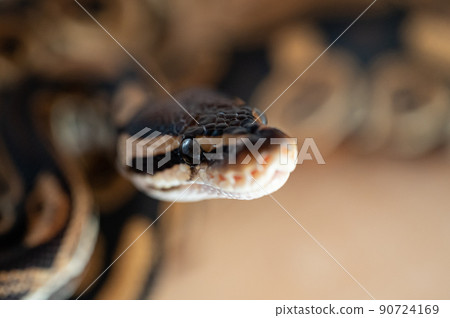 Ball python python 90724169