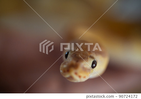 Ball python python 90724172