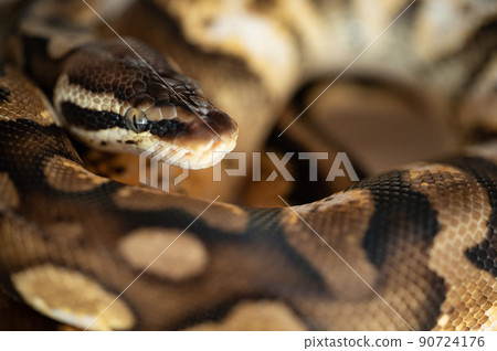 Ball python python Ball python python 90724176