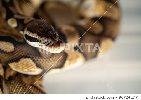 Ball python python Ball python python 90724177