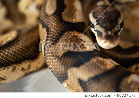 Ball python python Ball python python 90724178