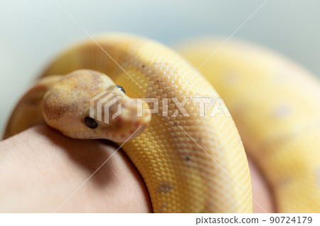 Ball python python Ball python python 90724179