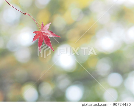 秋天明亮的紅楓 秋天明亮的紅楓 90724480