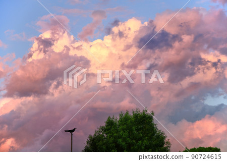 Early summer dusk and crows Early summer dusk and crows 90724615