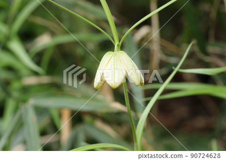 開花在春天的俏麗的貝母verticillae 90724628