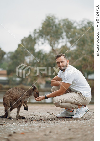 man at the reserve in Australia playing and feeding kangaroos man at the reserve in Australia playing and feeding kangaroos 90724716