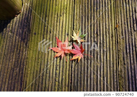 Gentabashi Konakagawa Autumn Leaves Gentabashi Konakagawa Autumn Leaves 90724740