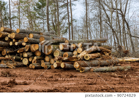 Trees chopped and stacked with preparation land new residential development construction Trees chopped and stacked with preparation land new residential development construction 90724829