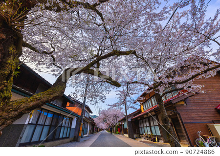 Gaisenzakura Street(岡山縣真庭區村上町) Gaisenzakura Street(岡山縣真庭區村上町) 90724886