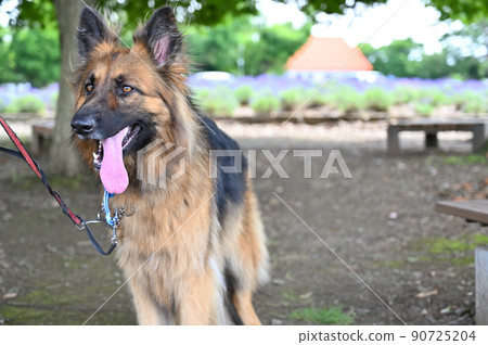 German shepherd staring with a smile German shepherd staring with a smile 90725204