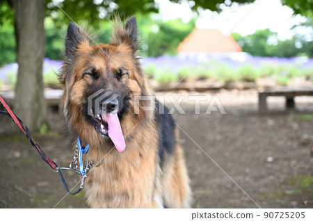 German shepherd up with a cute smile German shepherd up with a cute smile 90725205