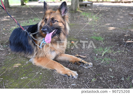 German shepherd to relax 90725208
