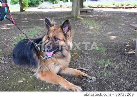 德國牧羊犬放鬆 德國牧羊犬放鬆 90725209
