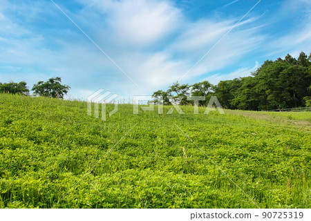 A refreshing meadow landscape in early summer under the blue sky A refreshing meadow landscape in early summer under the blue sky 90725319