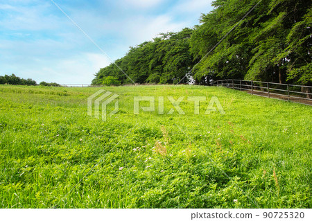 A refreshing meadow landscape in early summer under the blue sky A refreshing meadow landscape in early summer under the blue sky 90725320