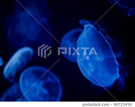 發出藍色光芒的月亮水母 發出藍色光芒的月亮水母 90725450