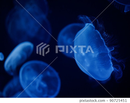 月亮水母 月亮水母 90725451