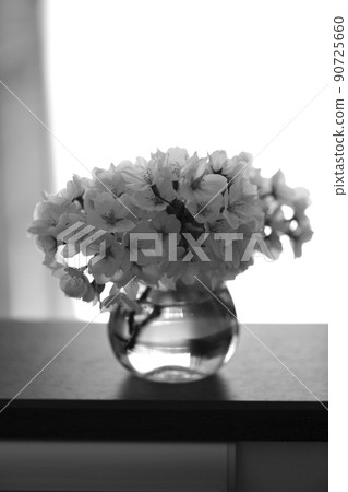 Monochrome cherry blossoms Monochrome cherry blossoms 90725660