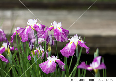 東京青梅市吹上生佈公園 90725820