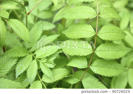 The green leaves of the rowan- leaved mountain ash sorbaria sorbifolia shrub is the type plant species of the genus rowan of the pink family 90726029