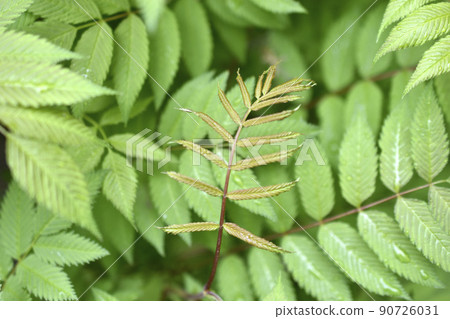 The green leaves of the rowan- leaved mountain ash sorbaria sorbifolia shrub is the type plant species of the genus rowan of the pink family 90726031