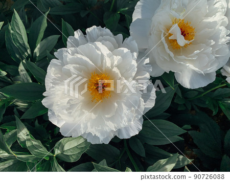Beautiful peony flower in full bloom in the garden. 90726088