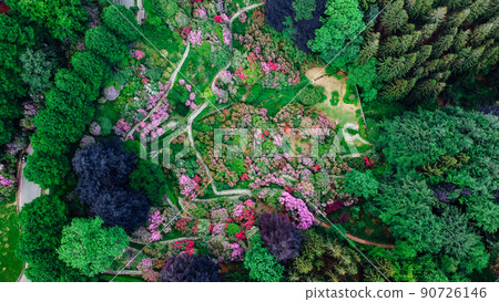 Aerial top down view of colorful blooming rhododendron shrubs among the trees. 90726146
