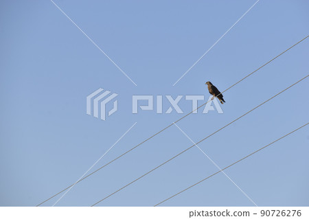 Buzzard on the power line wires in the field during the day Buzzard on the power line wires in the field during the day 90726276