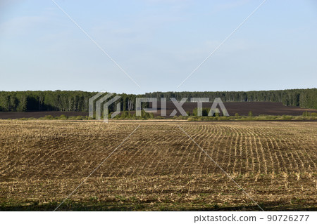 Agricultural field and forest against the sky 90726277
