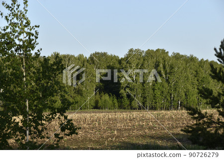 Agricultural field and forest against the sky Agricultural field and forest against the sky 90726279