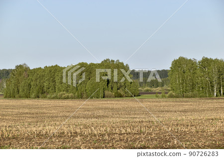 Agricultural field and forest against the sky 90726283