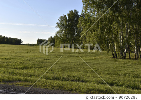 Agricultural field and forest against the sky Agricultural field and forest against the sky 90726285