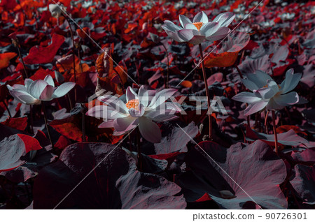 lotus flower 90726301