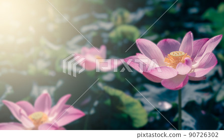 lotus flower lotus flower 90726302