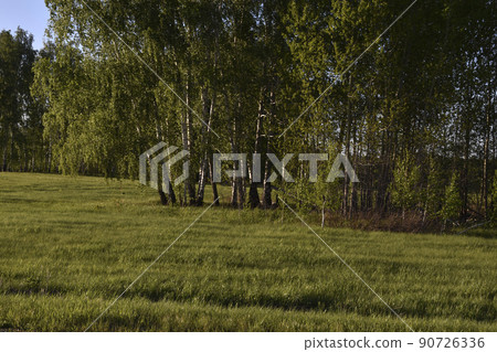 Agricultural field and forest against the sky Agricultural field and forest against the sky 90726336