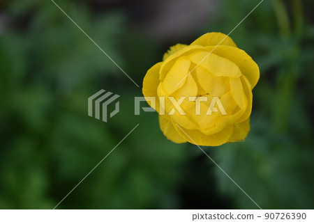 Bathhouse trollius is a genus of perennial herbaceous plants from the buttercup family ranunculaceae 90726390