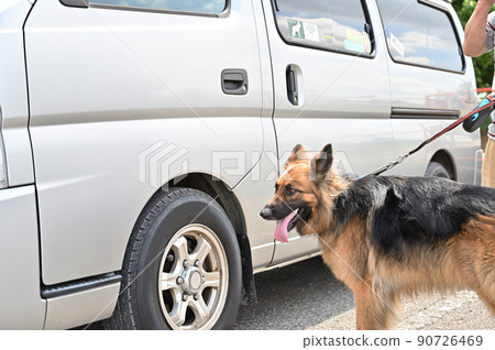 Male owner and camper life German Shepherd 90726469