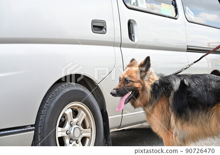 露營生活德國牧羊犬 露營生活德國牧羊犬 90726470