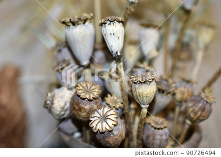 Dry poppy boxes decorative herbarium close-up 90726494