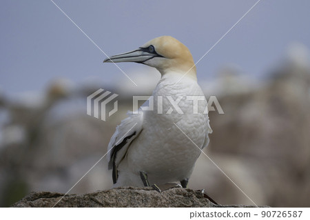 Gannet on the ground Gannet on the ground 90726587