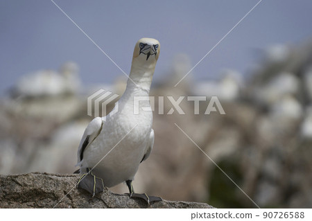 Gannet on the ground Gannet on the ground 90726588