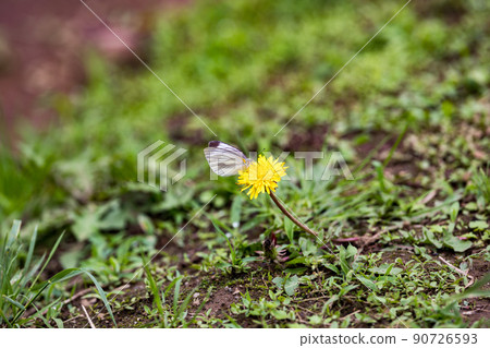 Monsieur root and dandelion Monsieur root and dandelion 90726593
