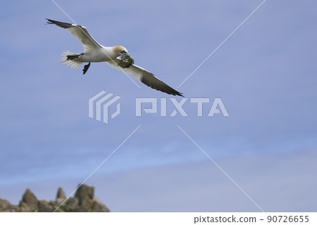 Gannet carrying nest material Gannet carrying nest material 90726655
