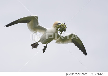 Gannet carrying nest material Gannet carrying nest material 90726656