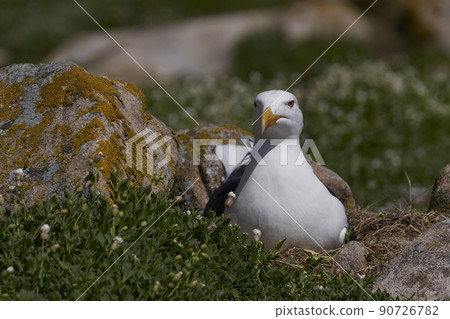 Great Black-backed Gull nesting Great Black-backed Gull nesting 90726782