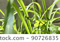 Plant 90726835