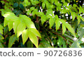Plant 90726836