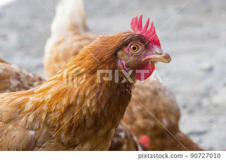 Hen staring because she is curious 90727010