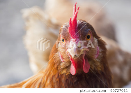Hen staring because she is curious 90727011